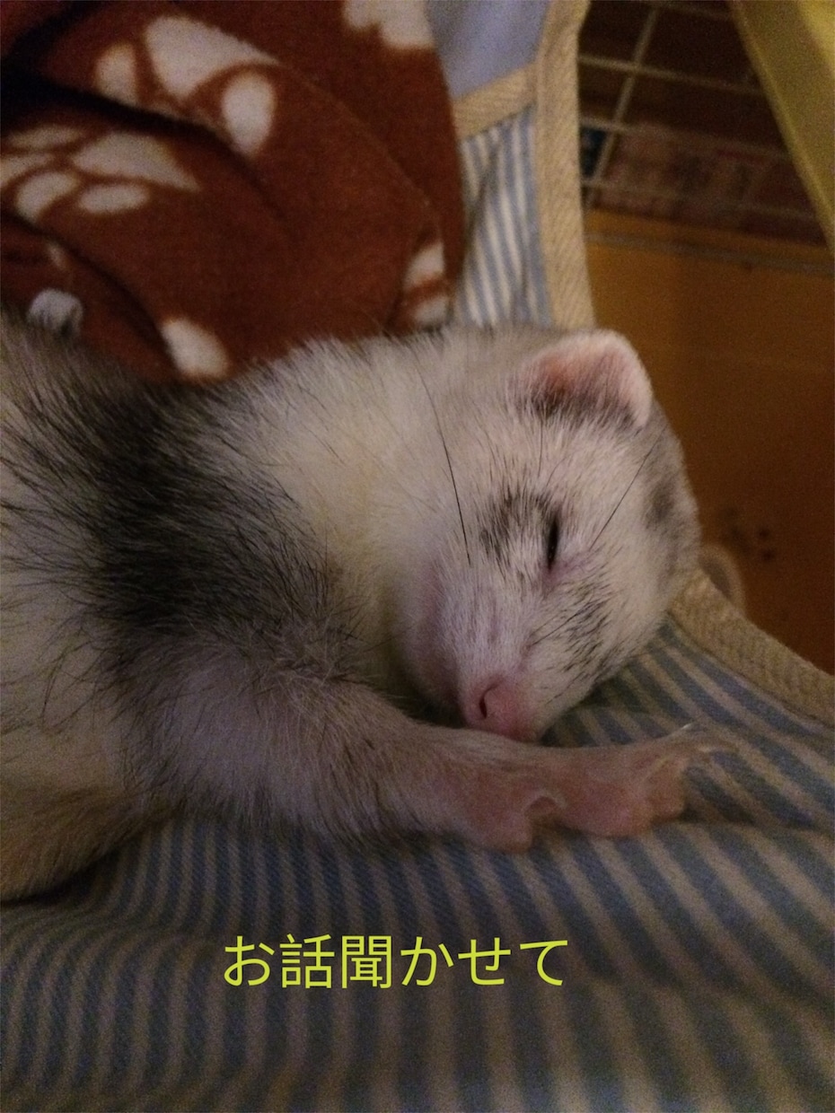 犬猫小動物魚｜生き物好きの相談や自慢話を聴きます 幅広い飼育経験と保護経験でペットと飼い主をサポート イメージ2