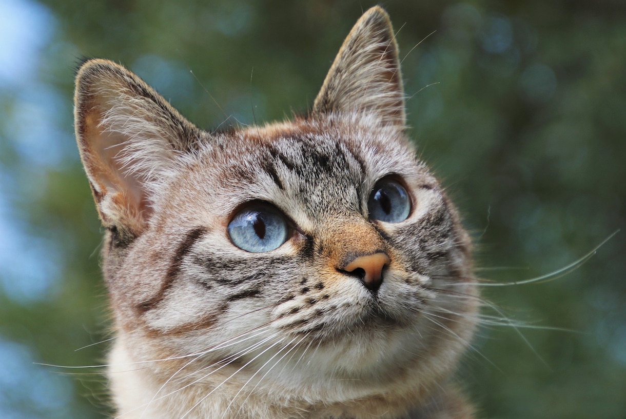 猫・犬・鳥、ハムスターなどペットの似顔絵描きます 顔が必ず似る「写真似顔絵」。現物もお届け可能です イメージ2