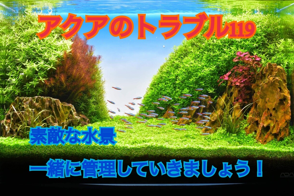 アクアリウムのトラブル一緒に解決します 魚がすぐ亡くなっちゃう！　水草が育たない！　苔だらけになる！ イメージ1