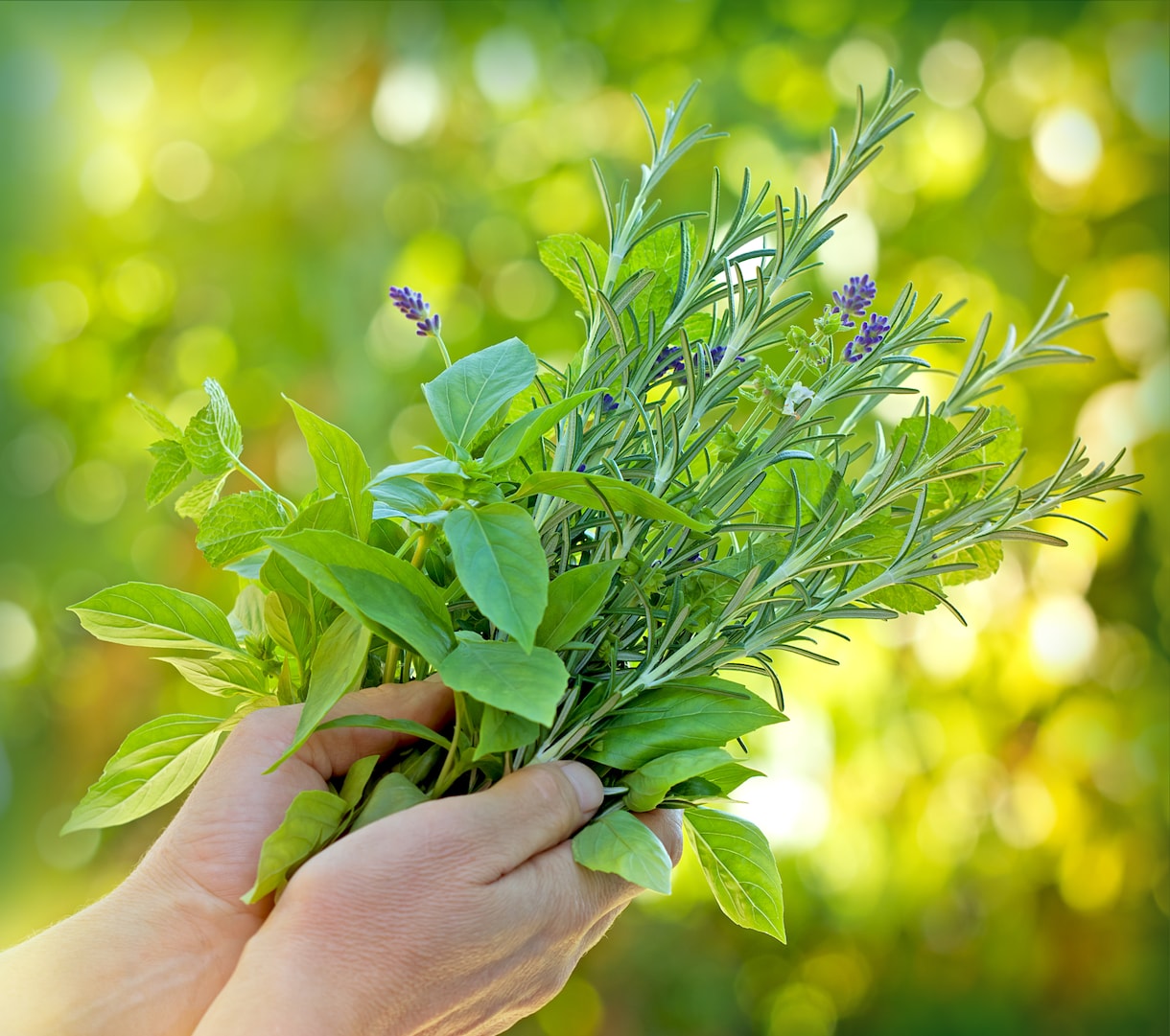 やさしい植物ケアのある毎日：レポートを提供します 心と体を癒すハーブ＆アロマ活用ガイド イメージ2