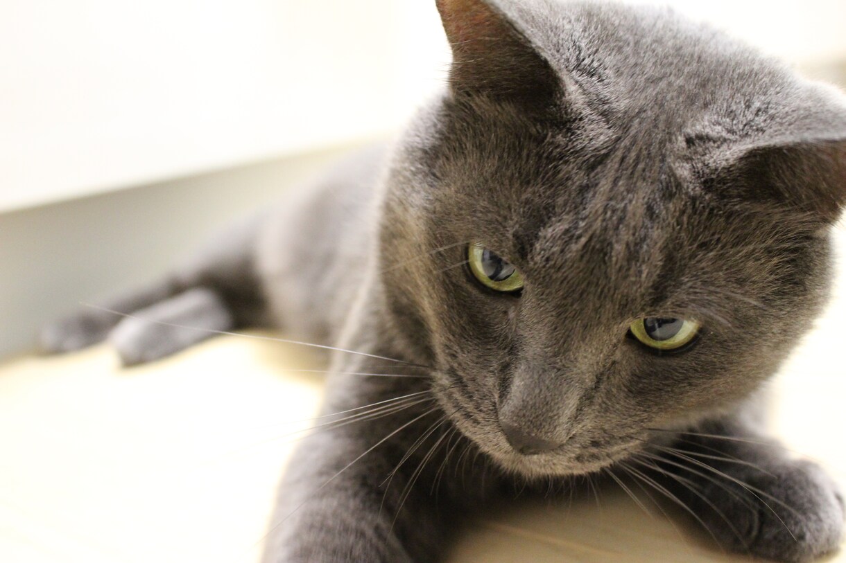 保護猫さんとあなたが幸せになる方法伝えます 子猫を保護した方、保護猫さんを迎え入れたい方ご覧ください！ イメージ1