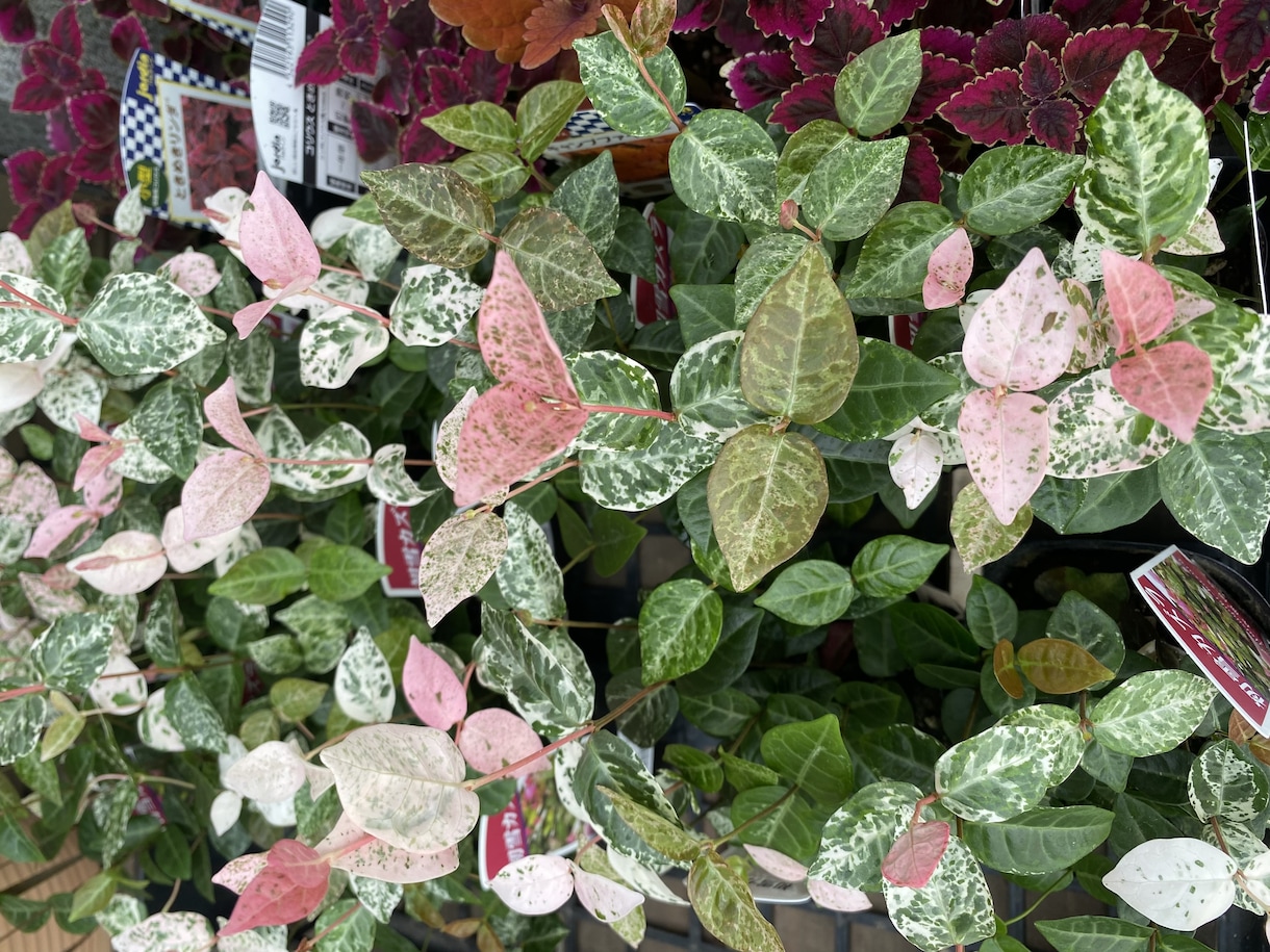 画像付き約2500字ブログ記事3000円で承ります 植物関連に特化した高品質の記事を提供いたします イメージ3