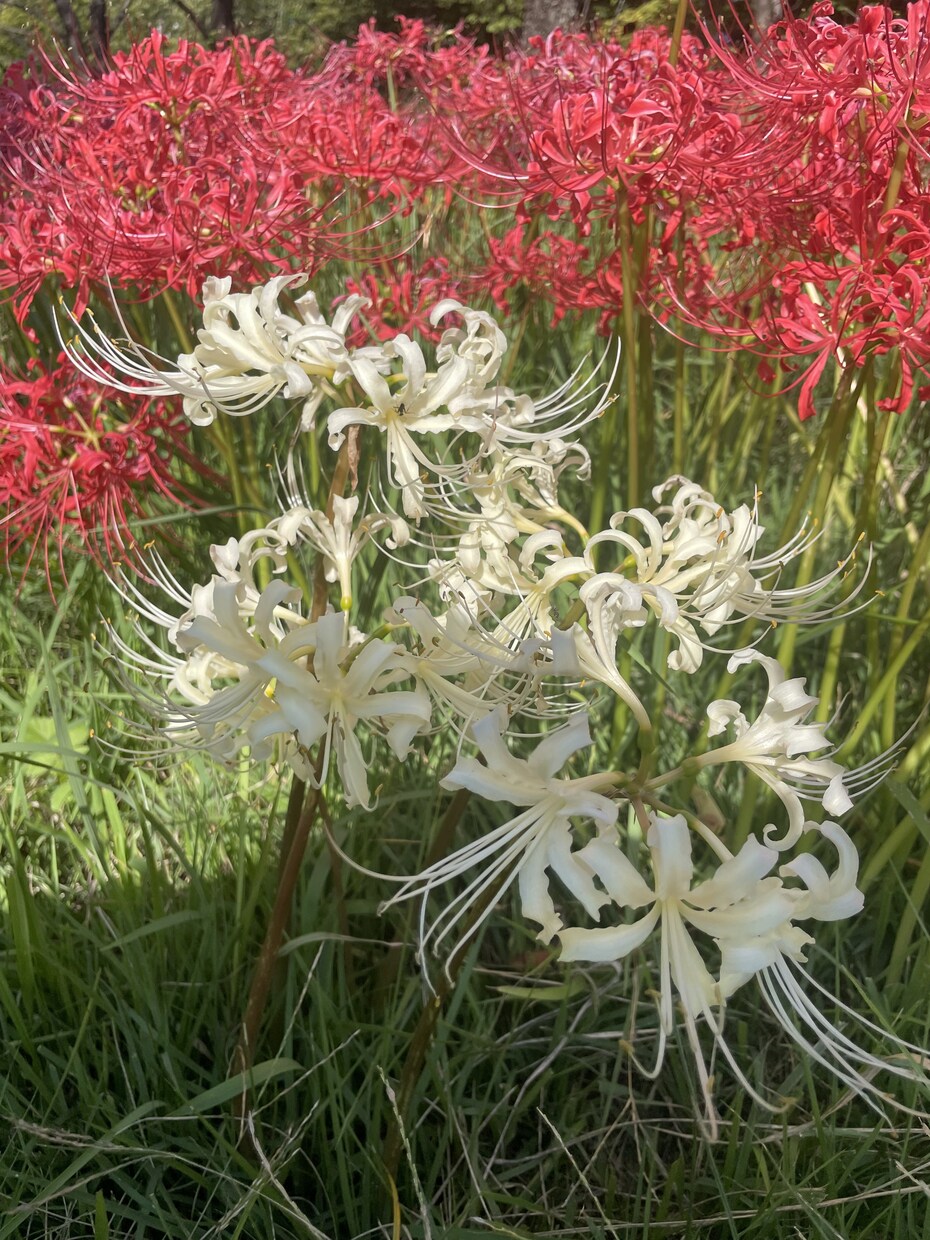 風景、花の画像提供します 風景、花、日常の写真提供します。 イメージ5