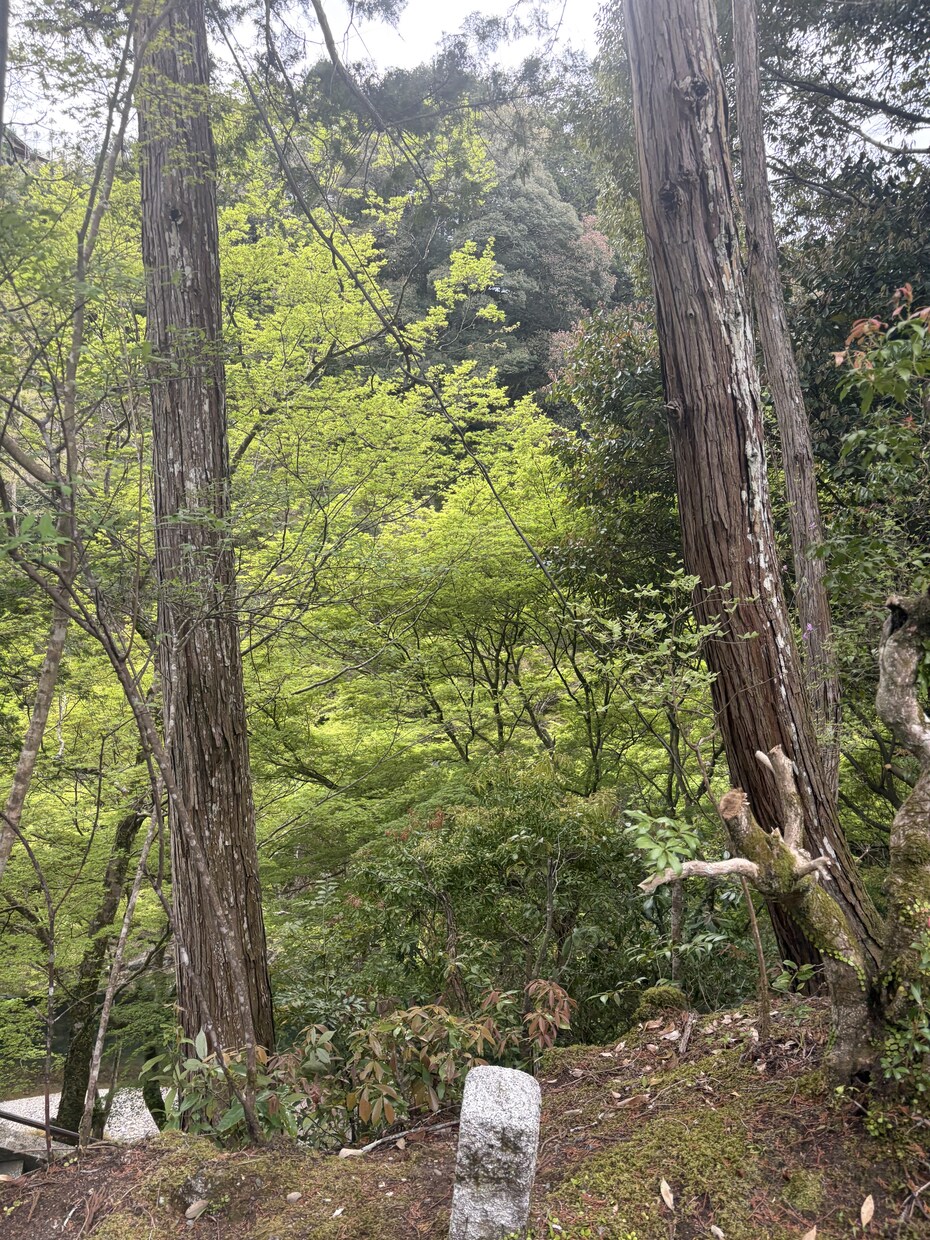 あなたの「才能と使命」を読み解く深層霊視します 人生の迷いを終わらせ、豊かに。 イメージ5