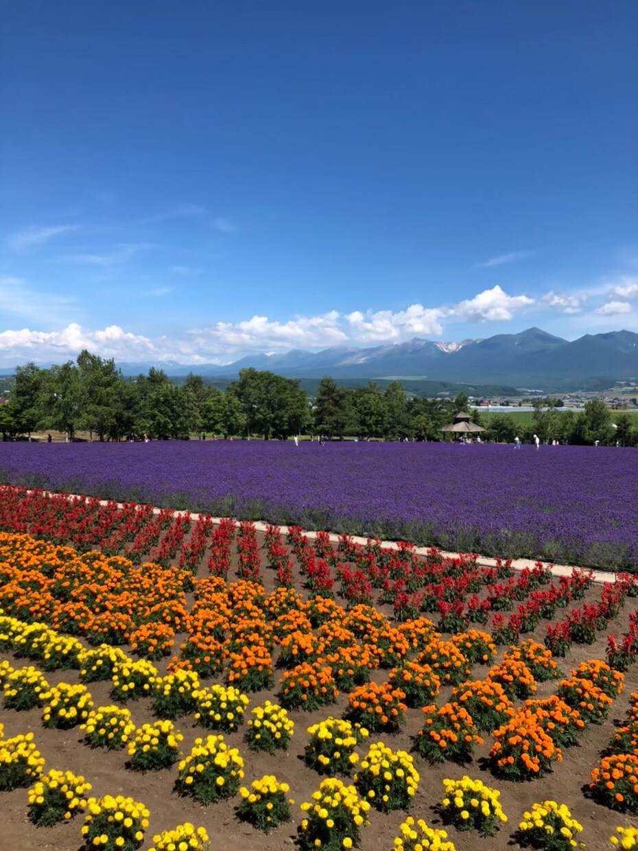 道外の人が、北海道でしかできない旅行プラン考えます 道外からの北海道の魅力を感じれるプランを作成できます。 イメージ2