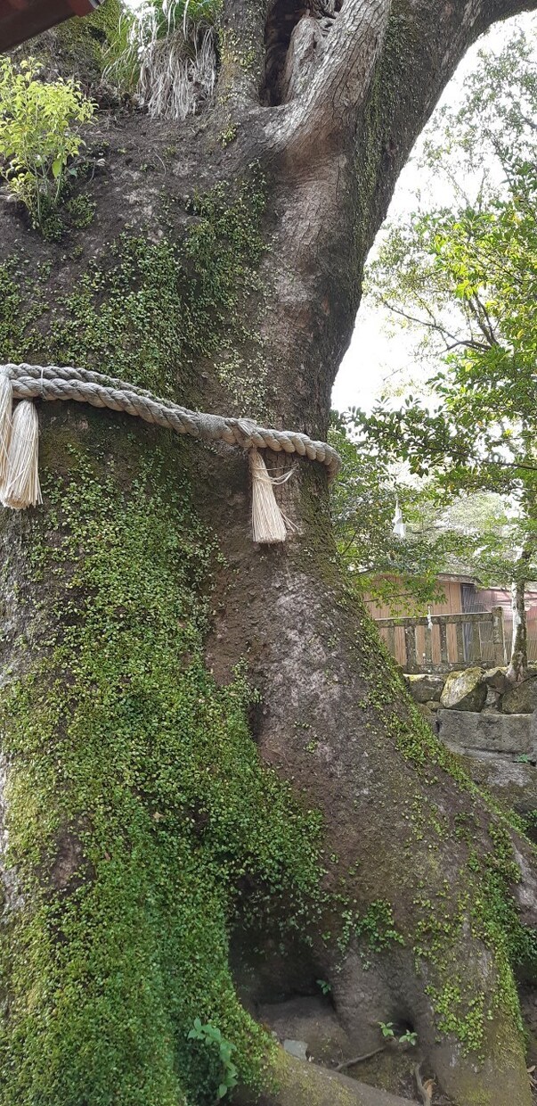 不安な毎日が、自分らしい生き方に変わります 悩み相談・霊視・占い ☆本心に迫ります☆ イメージ4