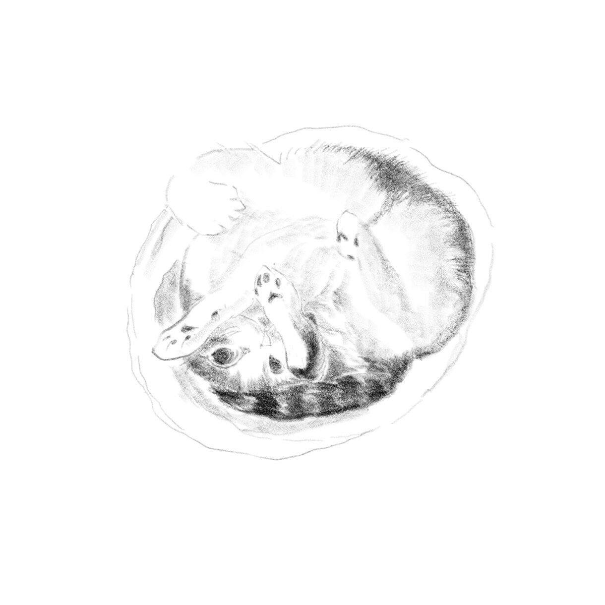 愛しいペットを柔らかな鉛筆画にかえて肖像画にします 写真にはない温もりを。大切なペットとの思い出を鉛筆画で形に。 イメージ3