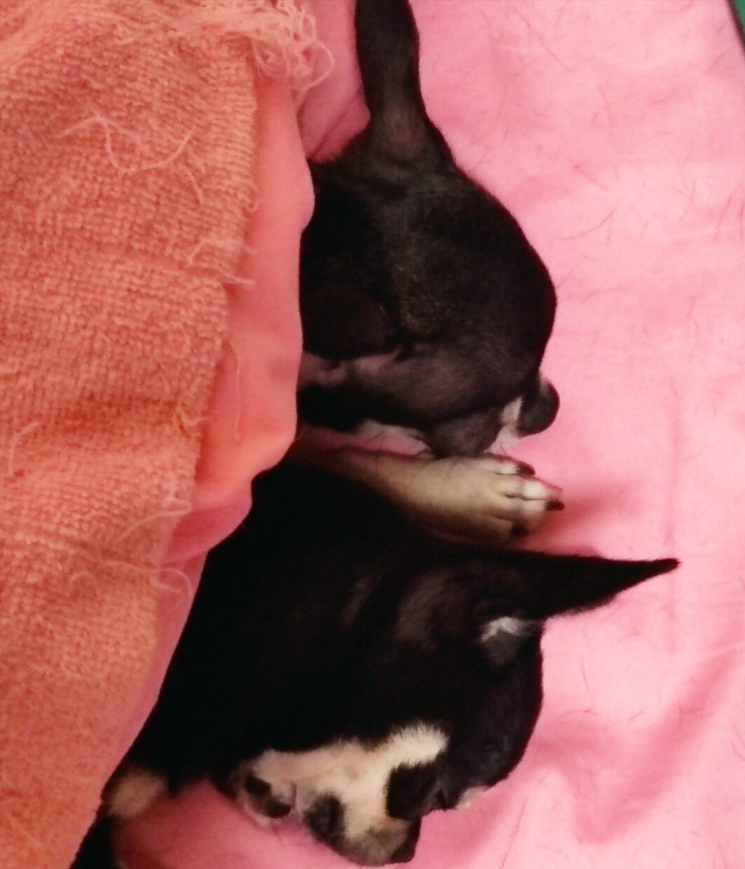 犬の分離不安症ついて教えます ブリーダーのプロが教えます。長年の経験からのアドバイス イメージ1