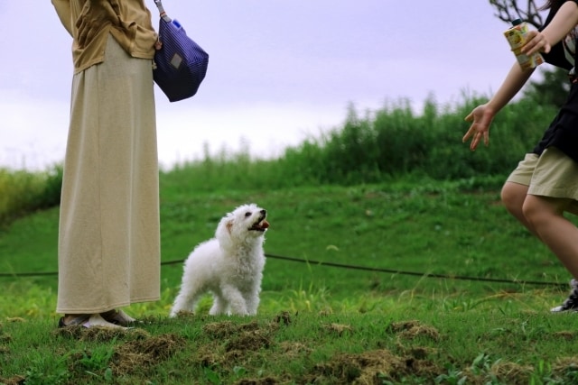 遠隔ヒーリングで愛犬と飼い主様の心身を癒します レイキと音叉のヒーリングで愛犬の状態を整える癒しの時間 イメージ8