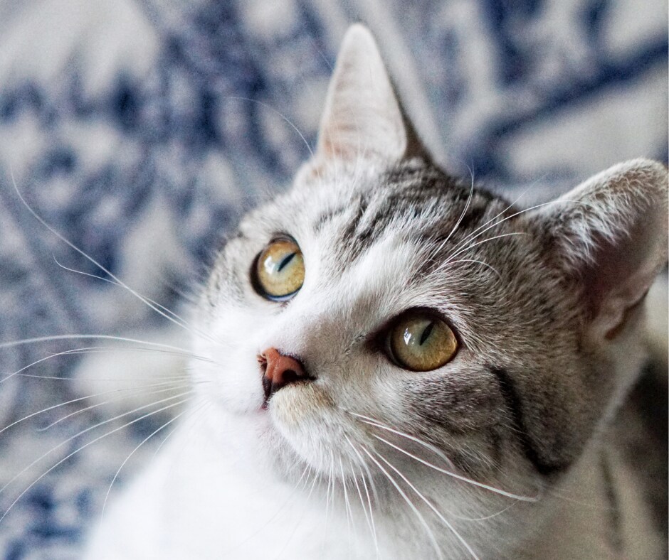 たまには甘える時間も必要★猫のように寄り添います ＊ペットやぬいぐるみに話しかけるように少し愚痴ってみません？ イメージ6