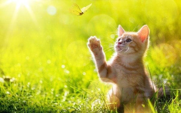 ペットの気持ち、お伝えします 大切なペットと飼い主さんの橋渡しをします。 イメージ1