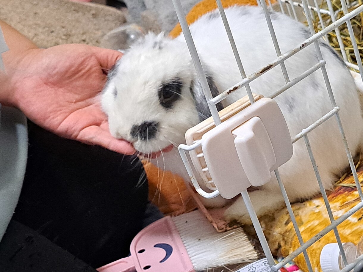 あなたとペットのキズナ深めます 大事な家族のご飯について考えませんか？ イメージ1