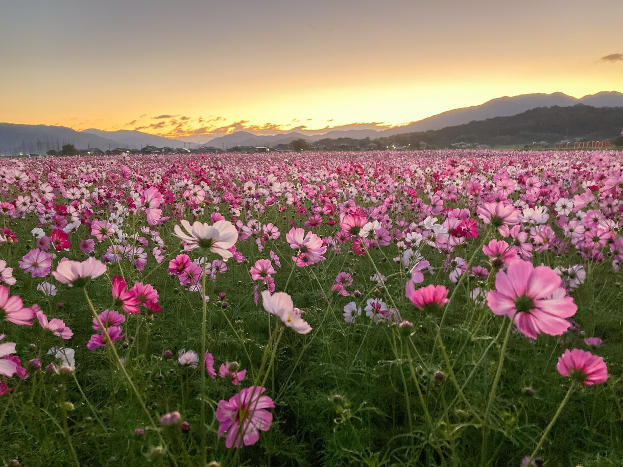 インスタグラム等で使える素材を撮影代行してきます 一眼レフでしか撮れない写真を撮ってきます。 イメージ3