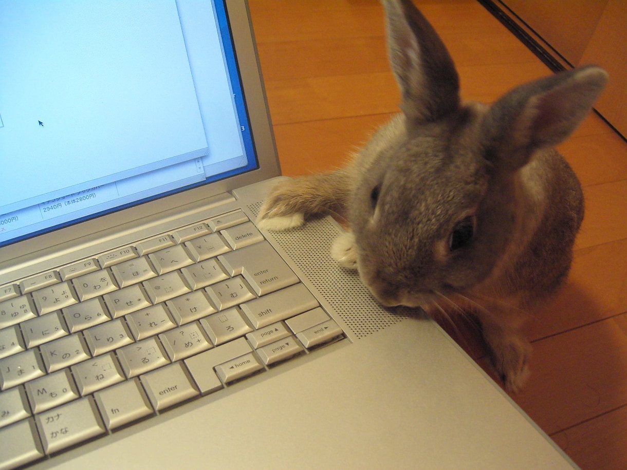 うさぎの飼い方アドバイスします ＆ 飼いたい気持ちの背中を押します イメージ1