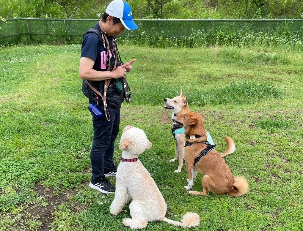 懐かない野犬(保護犬)が家族になるサポートをします (水族館で多くの野生動物経験を、野犬のしつけに活用) イメージ6