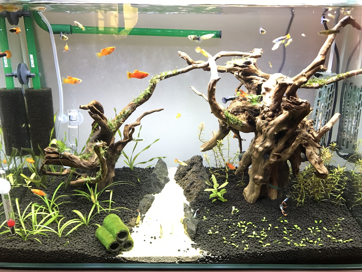 水槽のレイアウトします お魚さんを飼いたいあなたへお手伝いします！ イメージ1