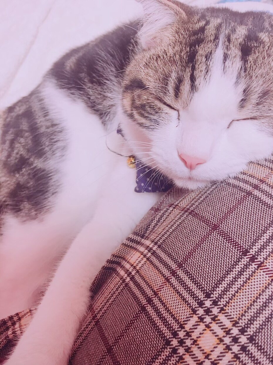 猫ちゃんの写真・動画売ります 白いチンチラの猫とブチのスコティッシュ猫 イメージ1