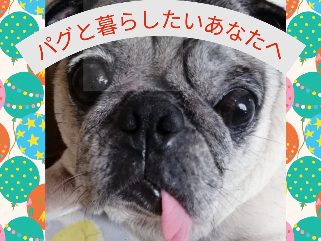 パグ好きさんのための飼いかた相談乗ります パグの飼い方のポイント、しつけ、健康など細かくお話します イメージ1