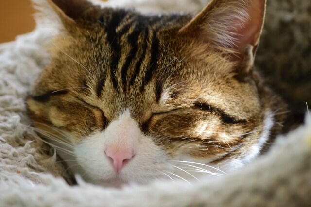 眠れない心のモヤモヤ。あなたの心に寄り添います 寄り添いナースが内容問わず、心のモヤモヤをお聞きします。 イメージ7