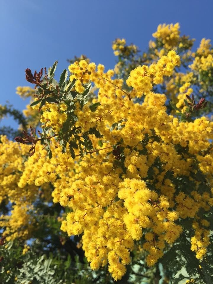 一人一人に合った植物をお選び致します 自分や相手に合う植物が分からない方にオススメです。 イメージ1