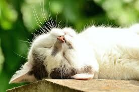 ここ一番の能力を発揮する、睡眠と休暇の極意教えます 充実した毎日を過ごすための３つのヒント イメージ1
