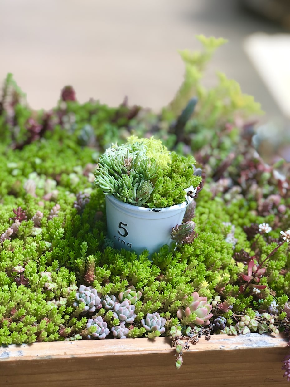 多肉植物のお悩み解決のお手伝いいたします 属種により違う育て方、寄せ植え方をお教えします！ イメージ2