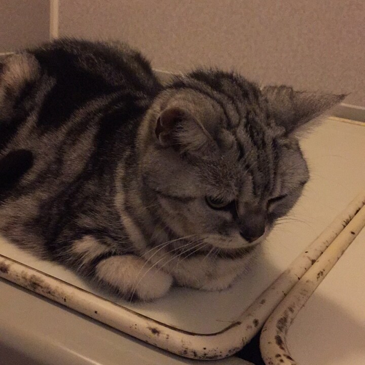 猫ちゃんに関する事を伝えます 猫ちゃんの困った事やクセ  脱走  なんでも  相談します イメージ2