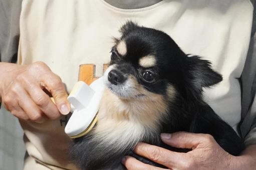 日常のケアを犬自身に協力してもらう躾法教えます 日常のお手入れ中に嫌がる、噛むなどの問題を解決します！ イメージ1
