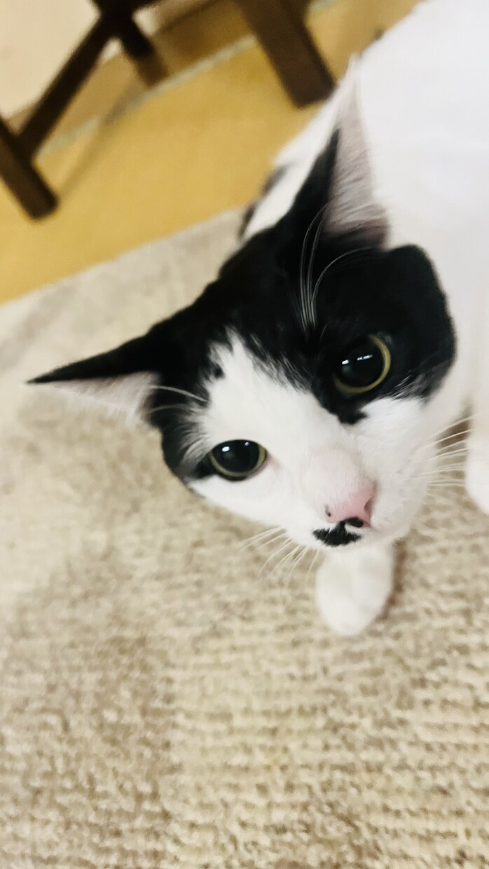 ペットのわんちゃんと仲良くなるためのしつけ教えます 一緒に解決して今よりもっとわんちゃんと仲良くなりましょう！ イメージ2
