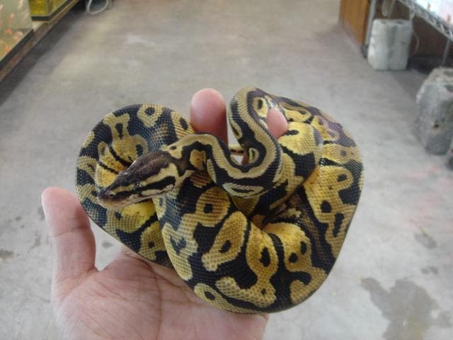 お客様にあったペットを考えます ペットを飼いたいけど どんな生き物がいいか悩んでる人に！ イメージ2