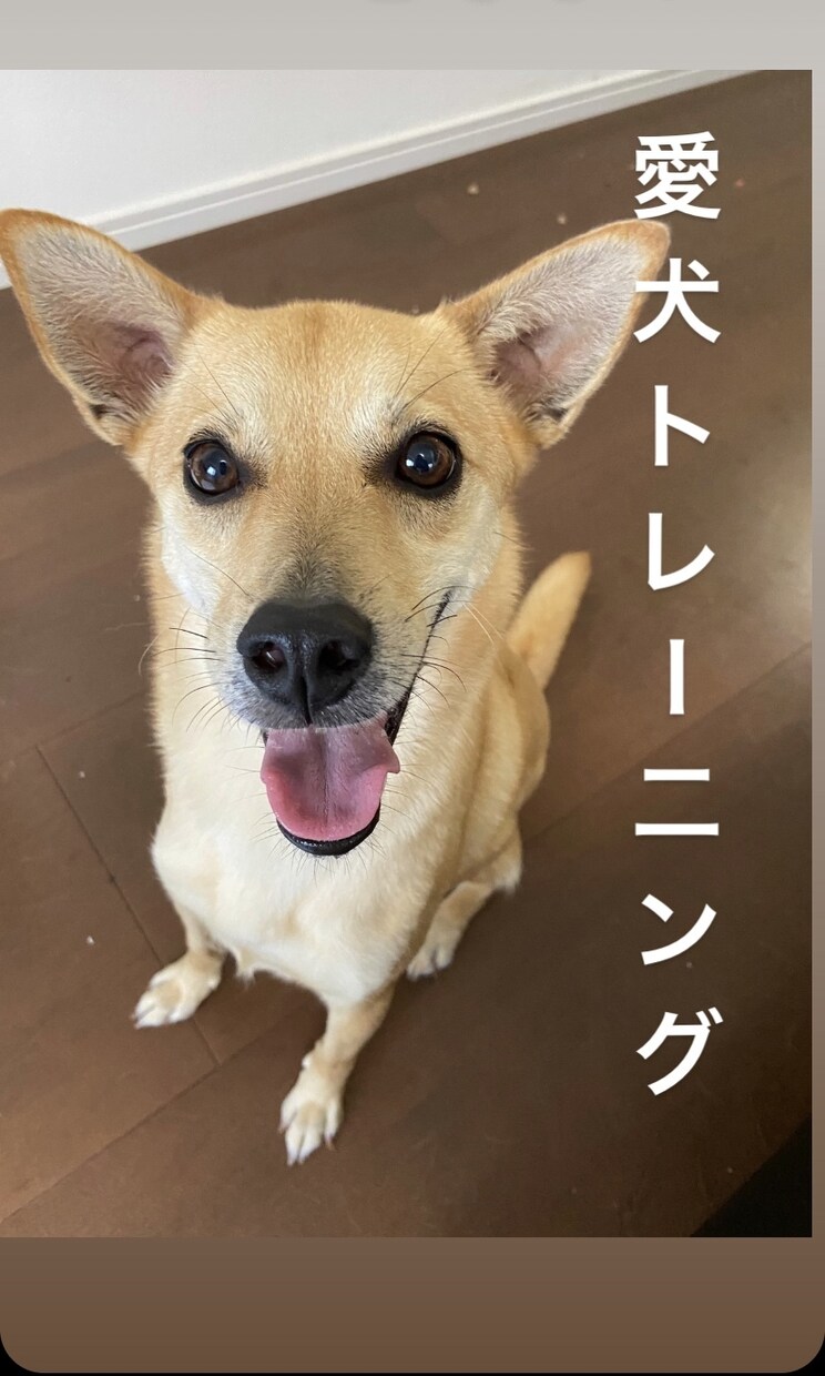 犬の問題行動を解決、トレーニングいたします 褒めて伸ばすモチベーショナルトレーニングでお教えします イメージ1