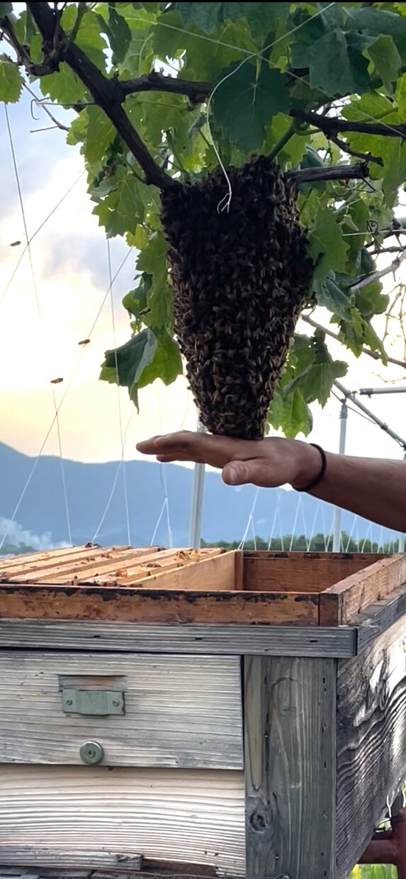 養蜂に挑戦したい！！西洋蜜蜂☆自然養蜂教えます 養蜂の始め方、副業にしたい方、蜜蜂や蜂蜜が好きな方☆ イメージ4