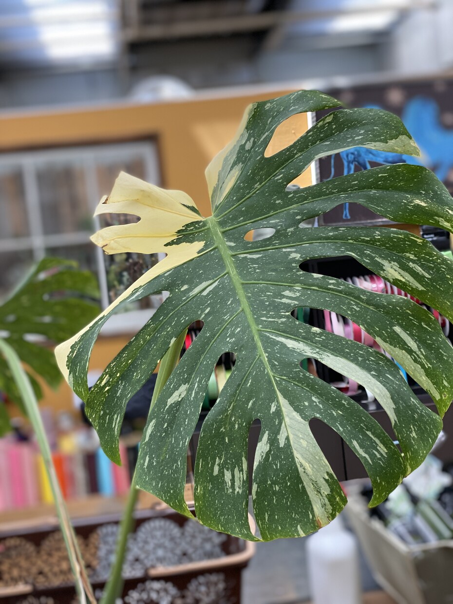 観葉植物など。。一緒に解決して、アドバイスします 初心者の方、急に調子悪くなってきた…気軽に解決しましょう イメージ4