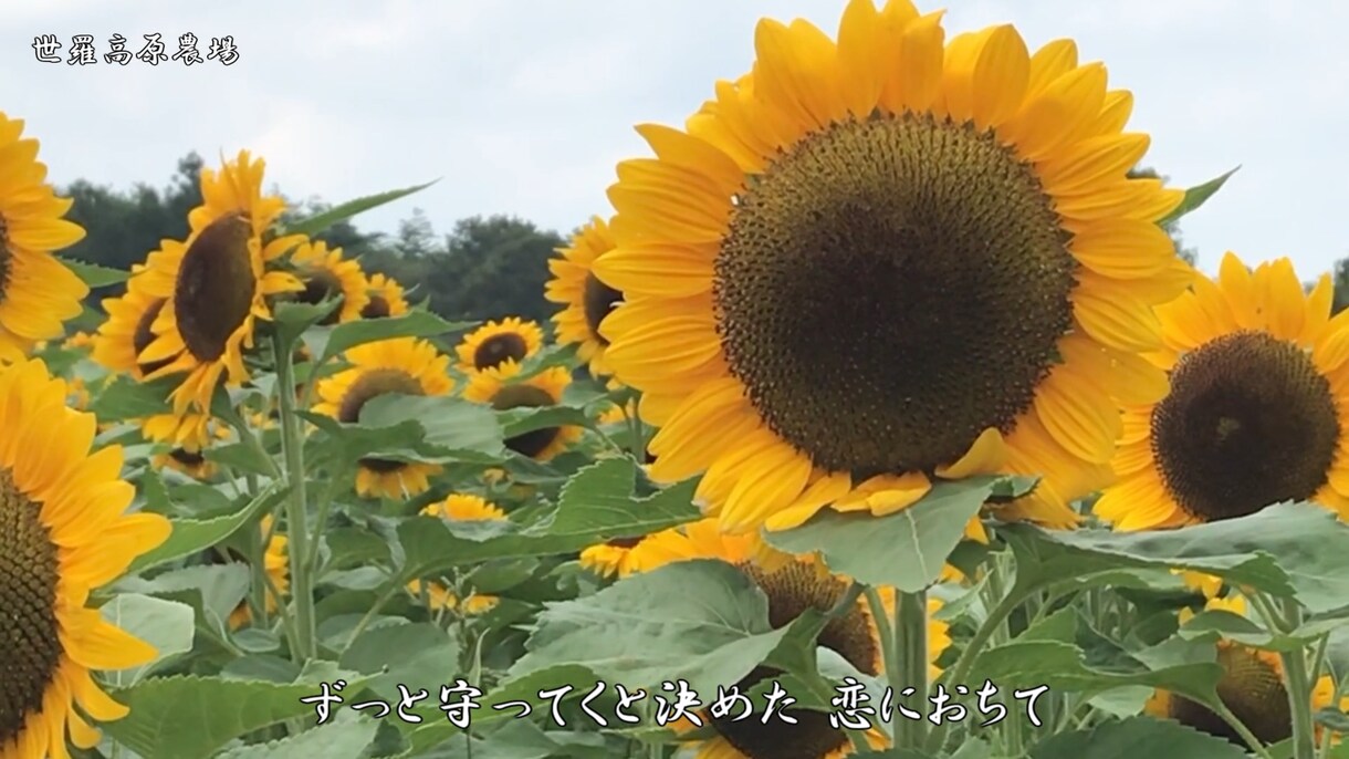 思い出の写真をスライドショーに残します 写真、曲、字幕を入れた思い出のスライドショーに イメージ1