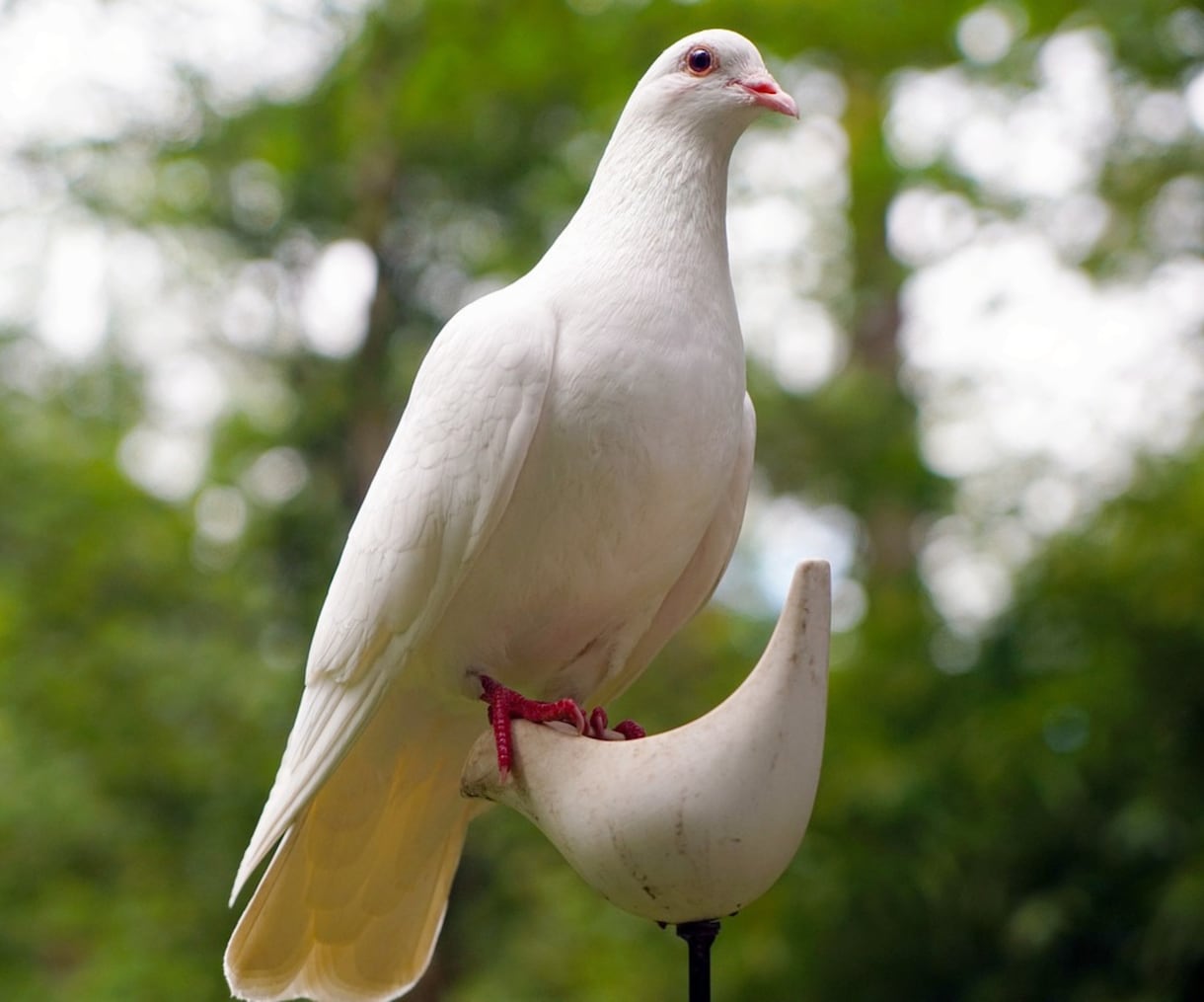 あなたの魂と共鳴する神聖なる守護動物を特定します あなたと宇宙、生命体とのつながりを目覚めさせる、魂の覚醒儀式 イメージ3