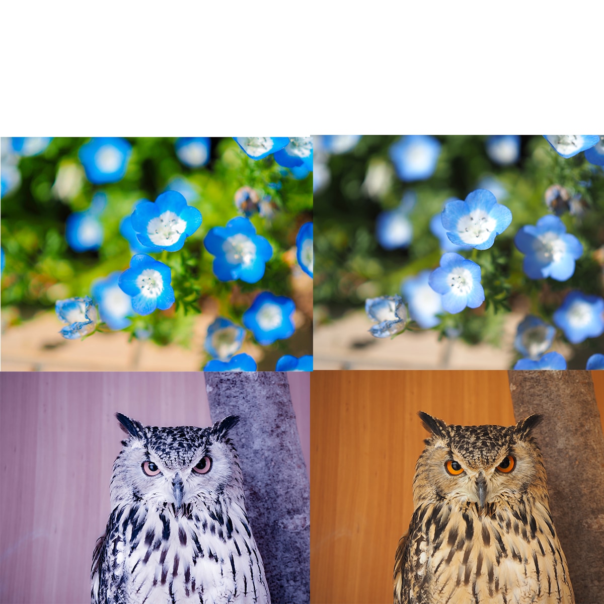 SNSや記念に。お写真の「色味補正」承ります いつものお写真を少し変えてみませんか イメージ2