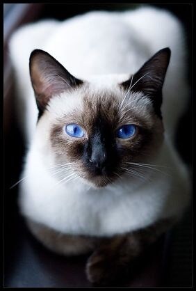 行方不明の猫 家出猫の探し方アドバイスします 愛猫探しを絶対諦めたくない方プロの捜索技伝授します イメージ2
