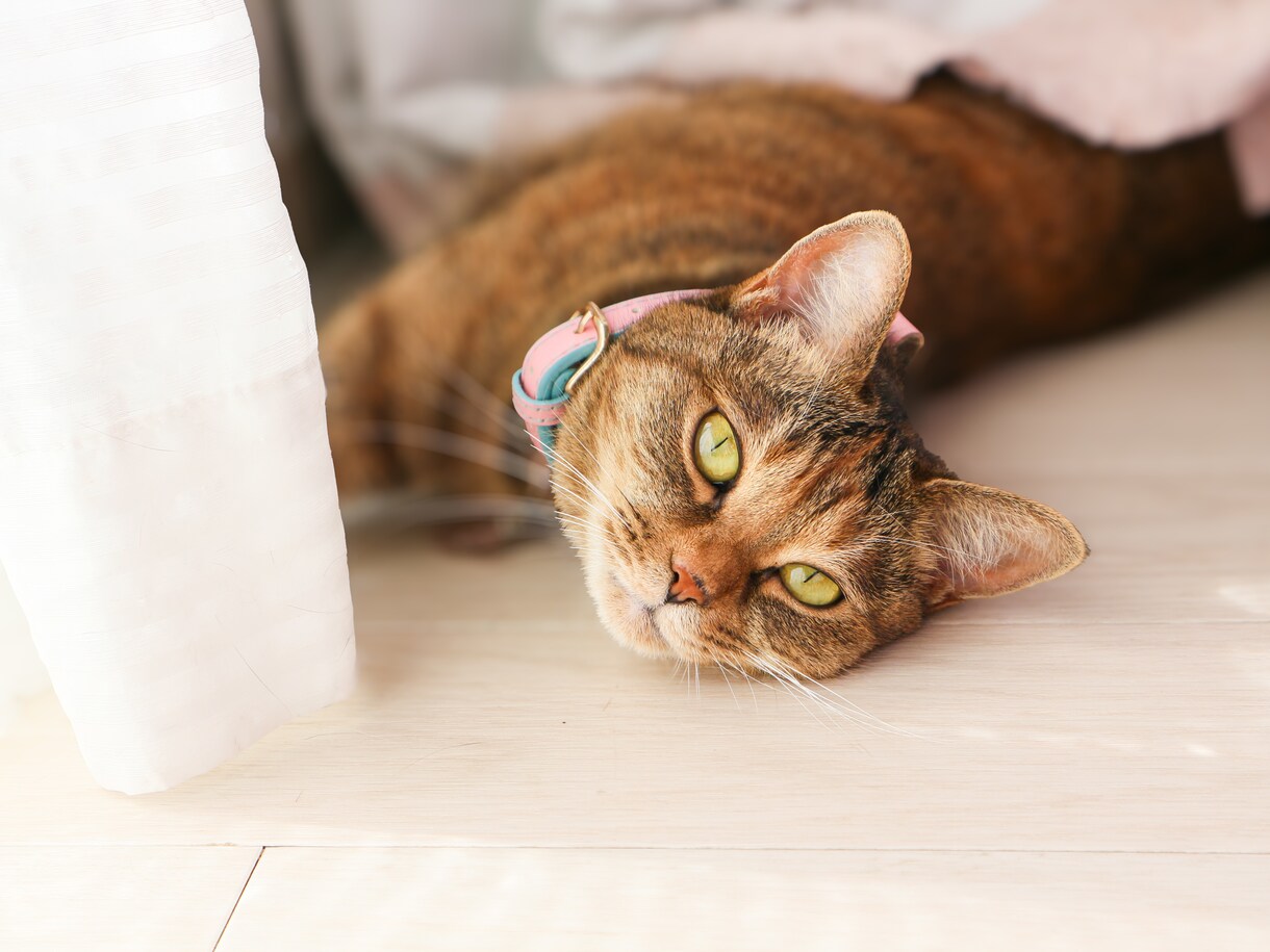 愛犬・愛猫など貴方のペットの気持ち霊視鑑定します お家・天国にいる貴方のご家族のペットちゃんの気持ちを視ます。 イメージ9