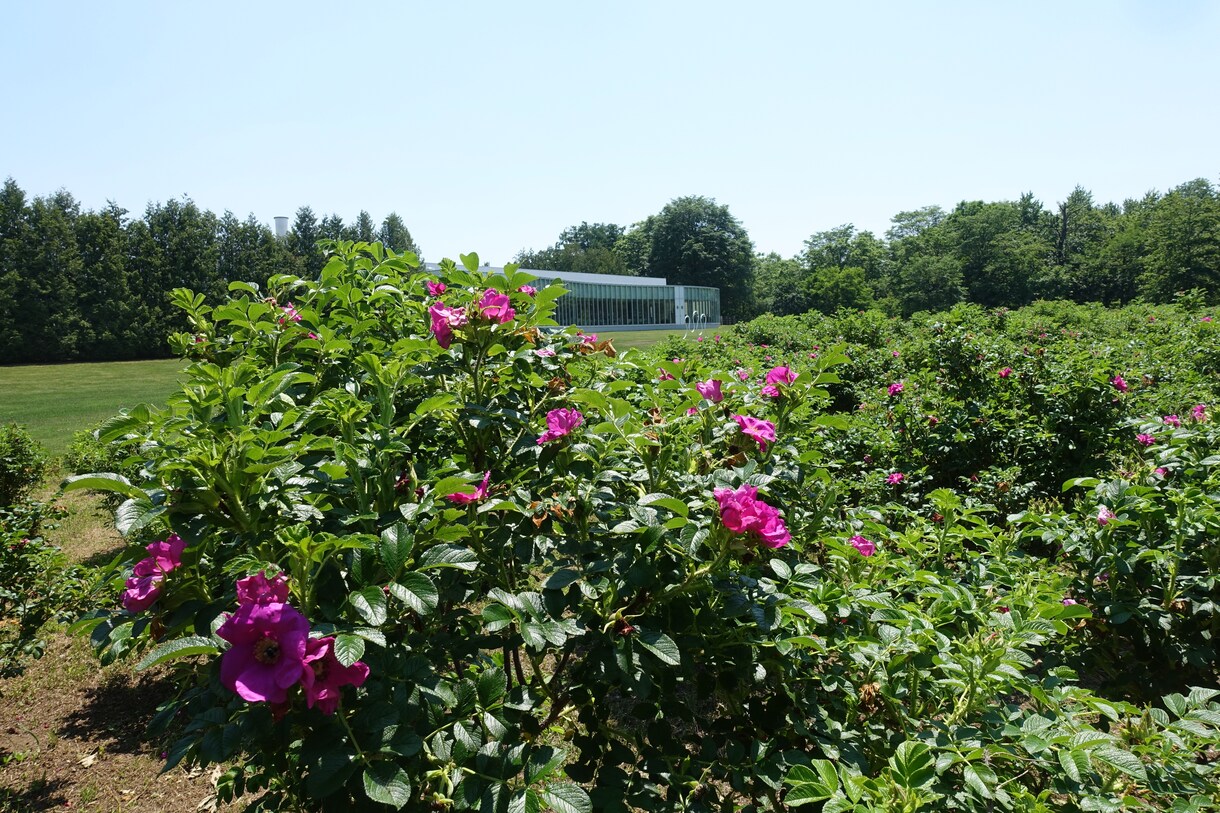北海道の行きたいところへ、代わりに行きます 自由に旅行がしにくい昨今、あなたに代わって北海道を旅行します イメージ6