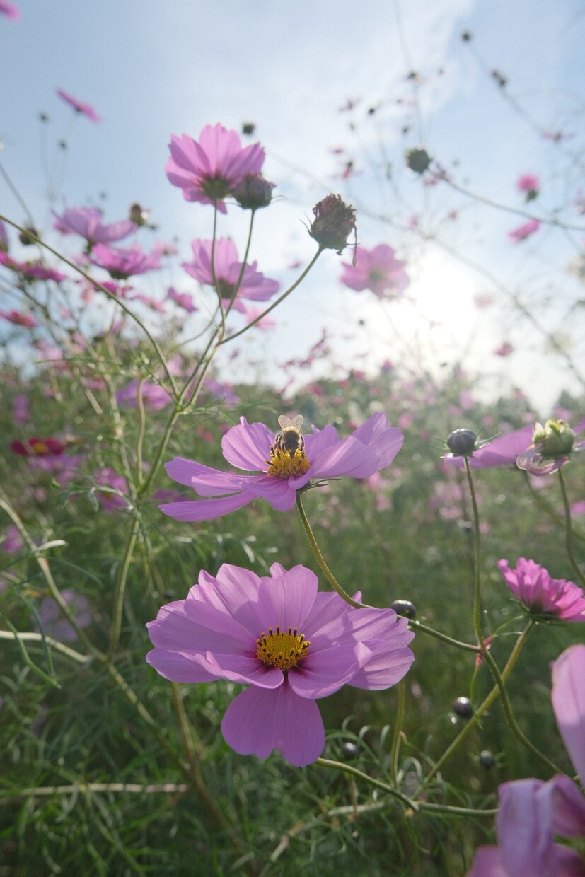みなさんの思い出写真撮ります 趣味程度ですが思い出写真任せていただけたらと思います！ イメージ3
