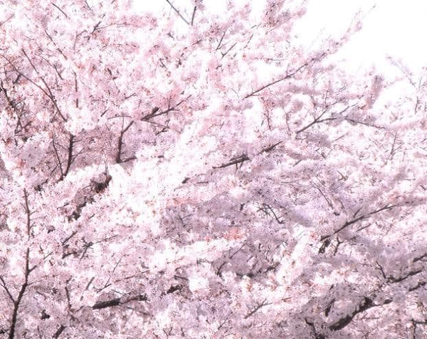 暑さを吹き飛ばせ企画！あなたの幸せを引き寄せます 八百万の神と繋がったシャーマンが幸せを呼びます〜守護神鑑定付 イメージ1