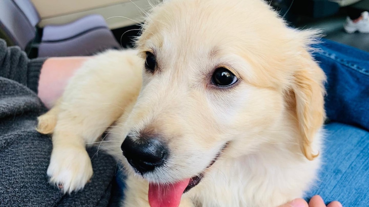 犬のしつけ方法教えます 私自身苦労し、得た知識を共有します！ イメージ1