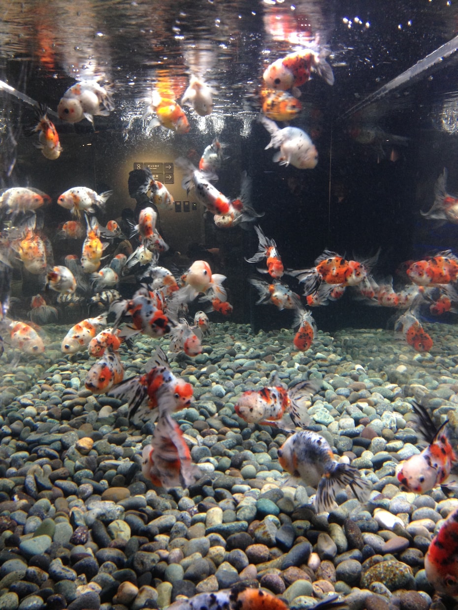 オススメ水族館、プランを提案致します イベントプランナーがあなたの旅をサポート‼︎ イメージ2