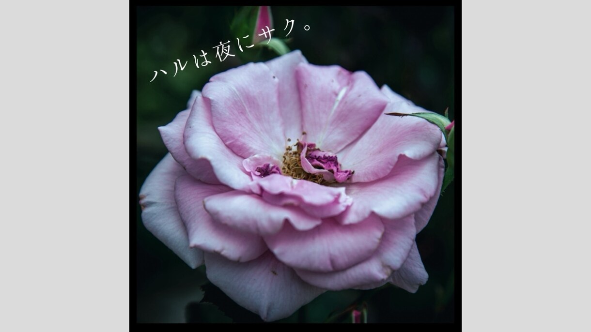 配信用アートワークジャケットの撮影、デザインします 楽曲に合ったオリジナルティ溢れる1枚を イメージ4