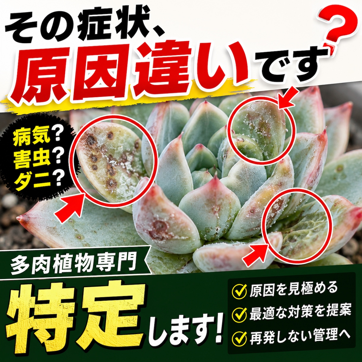 多肉専門　病気・害虫・ダニ診断と防除設計します その症状、“原因違い”のまま対処していませんか？ イメージ1