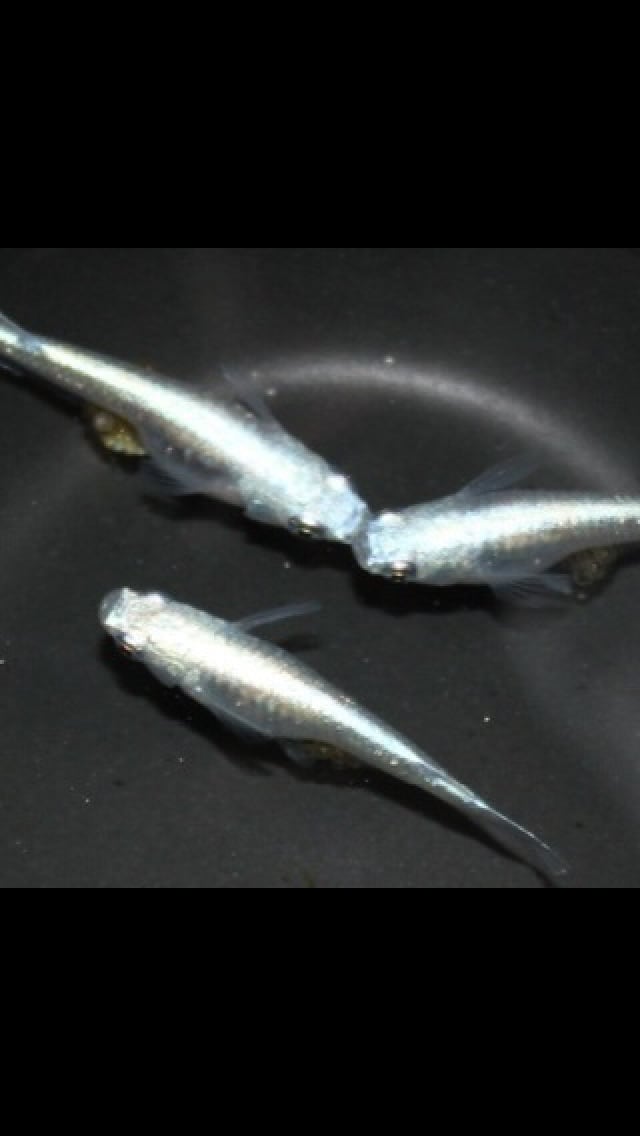 熱帯魚、メダカの初心者の方の、飼育サポートします これから熱帯魚、メダカの飼育を始めたい方 イメージ2