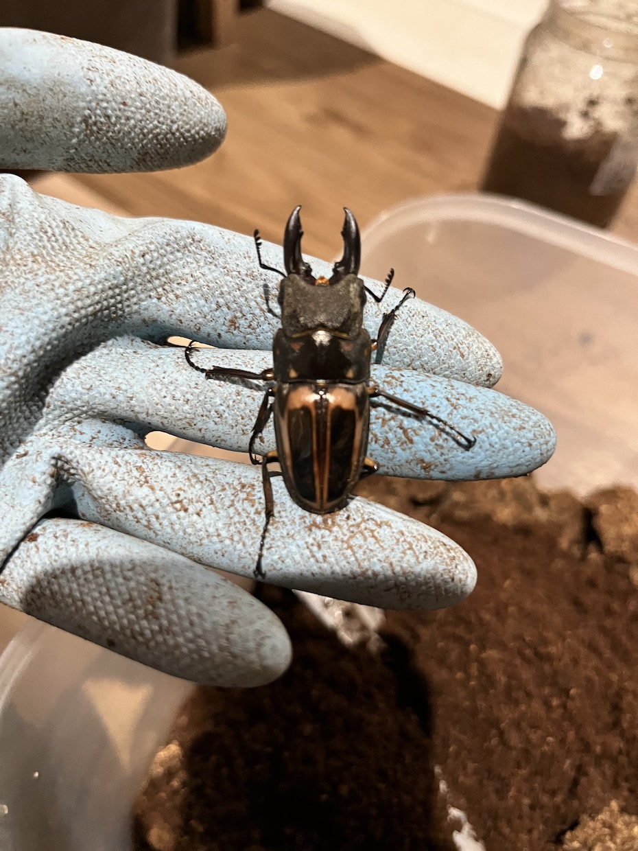 国内外のクワガタカブト虫の飼育、採集方法教えます クワガタカブトムシのことなら任せてください。 イメージ4