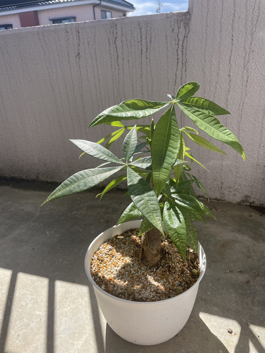 多肉植物メインの観葉植物の管理の方アドバイスします 多肉植物がメインですが、エアプランツ、観葉植物もok イメージ3