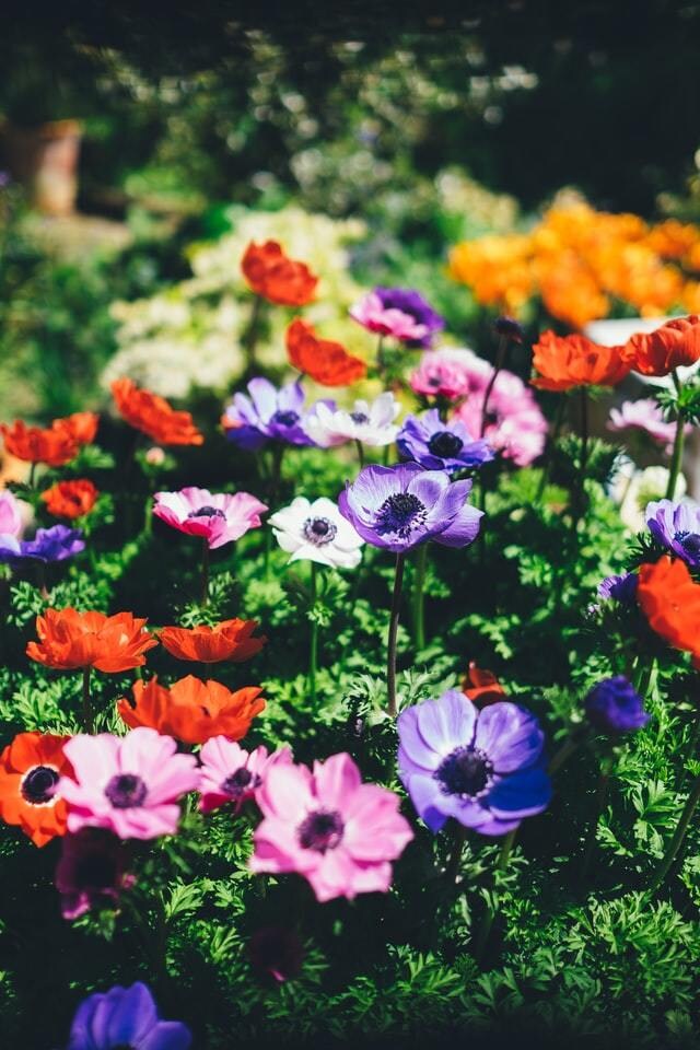 オンラインでお庭や植物の相談、悩みアドバイスします プロの園芸家がガーデニングアドバイス！お庭が素敵に変身♪ イメージ7
