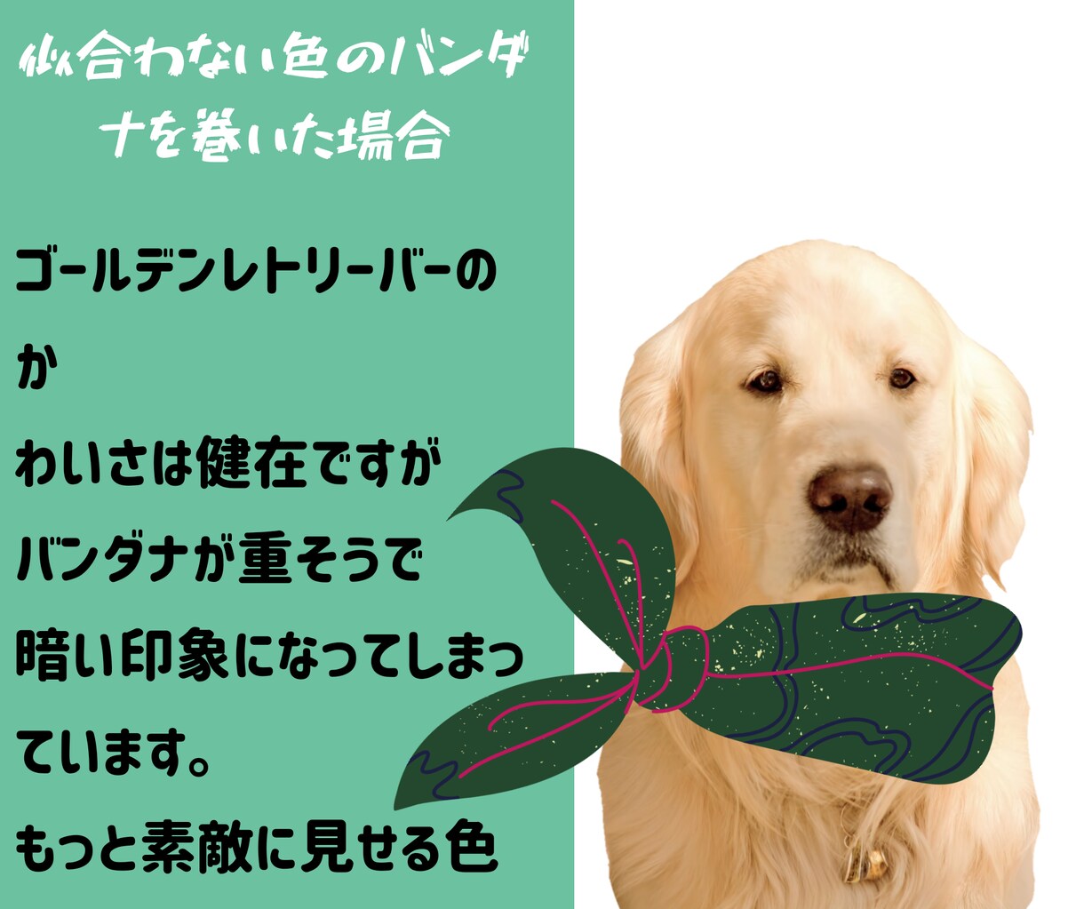 ペットのパーソナルカラー(似合う色)を診断します あなたの愛犬・愛猫をもっと素敵に！色のプロにお任せください イメージ2